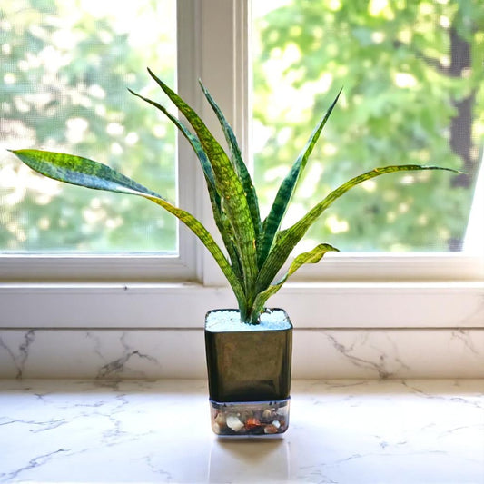 Sansevieria trifasciata (Snake Plant Green)