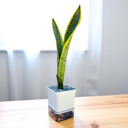 Sansevieria trifasciata
