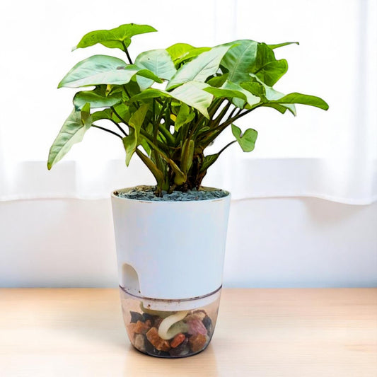 syngonium podophyllum silver pearl