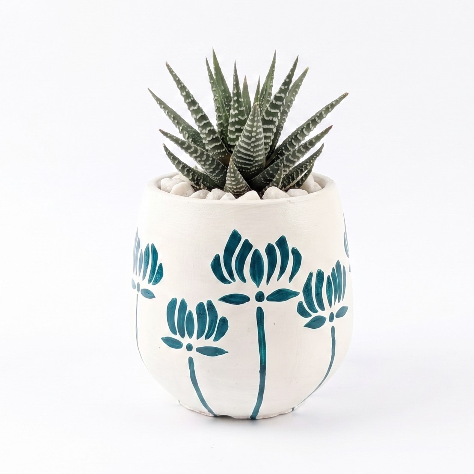 Haworthia Zebra in Hand Painted Terracotta Pot