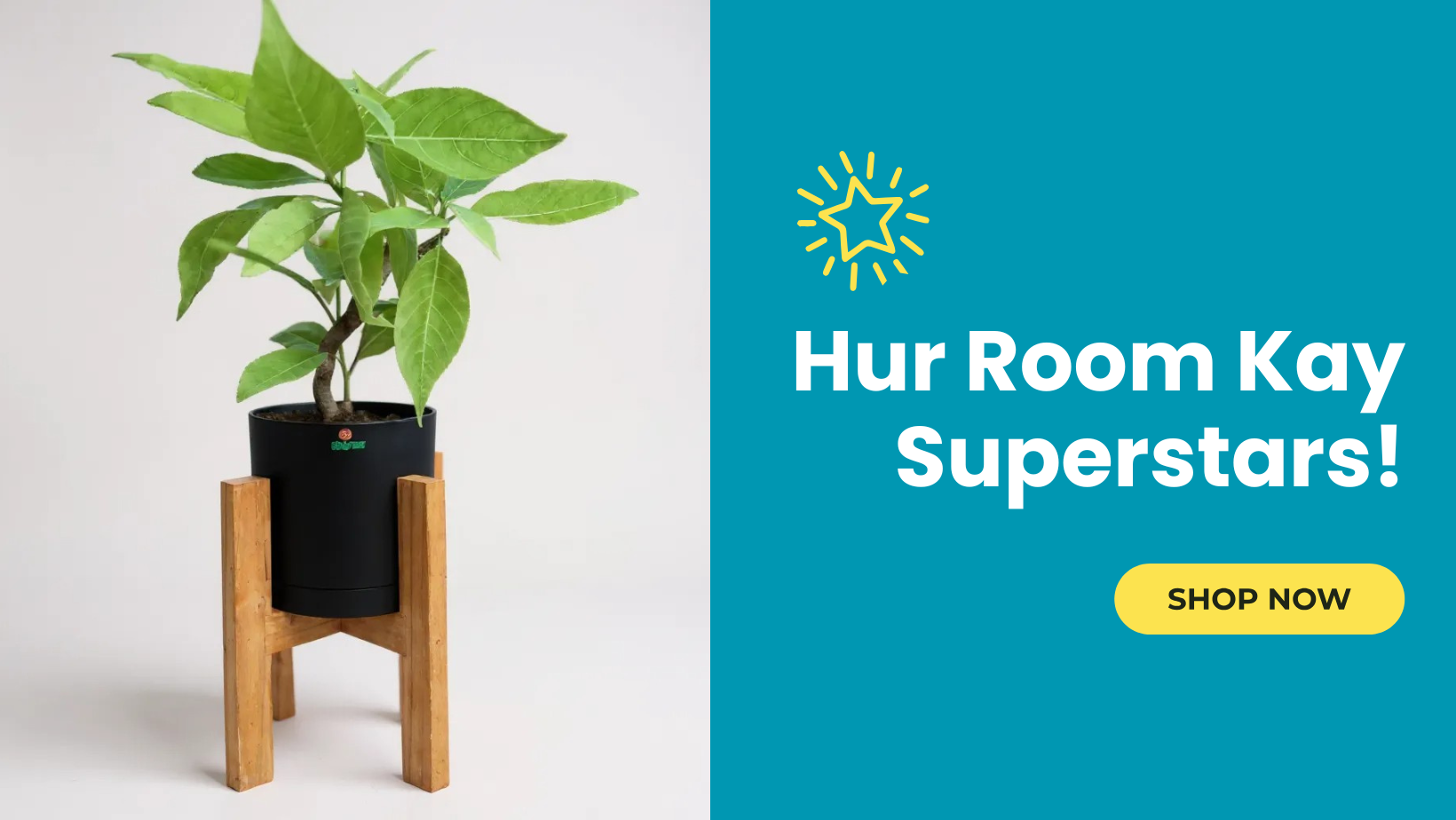 Indoor Plants in Pakistan For Every Room