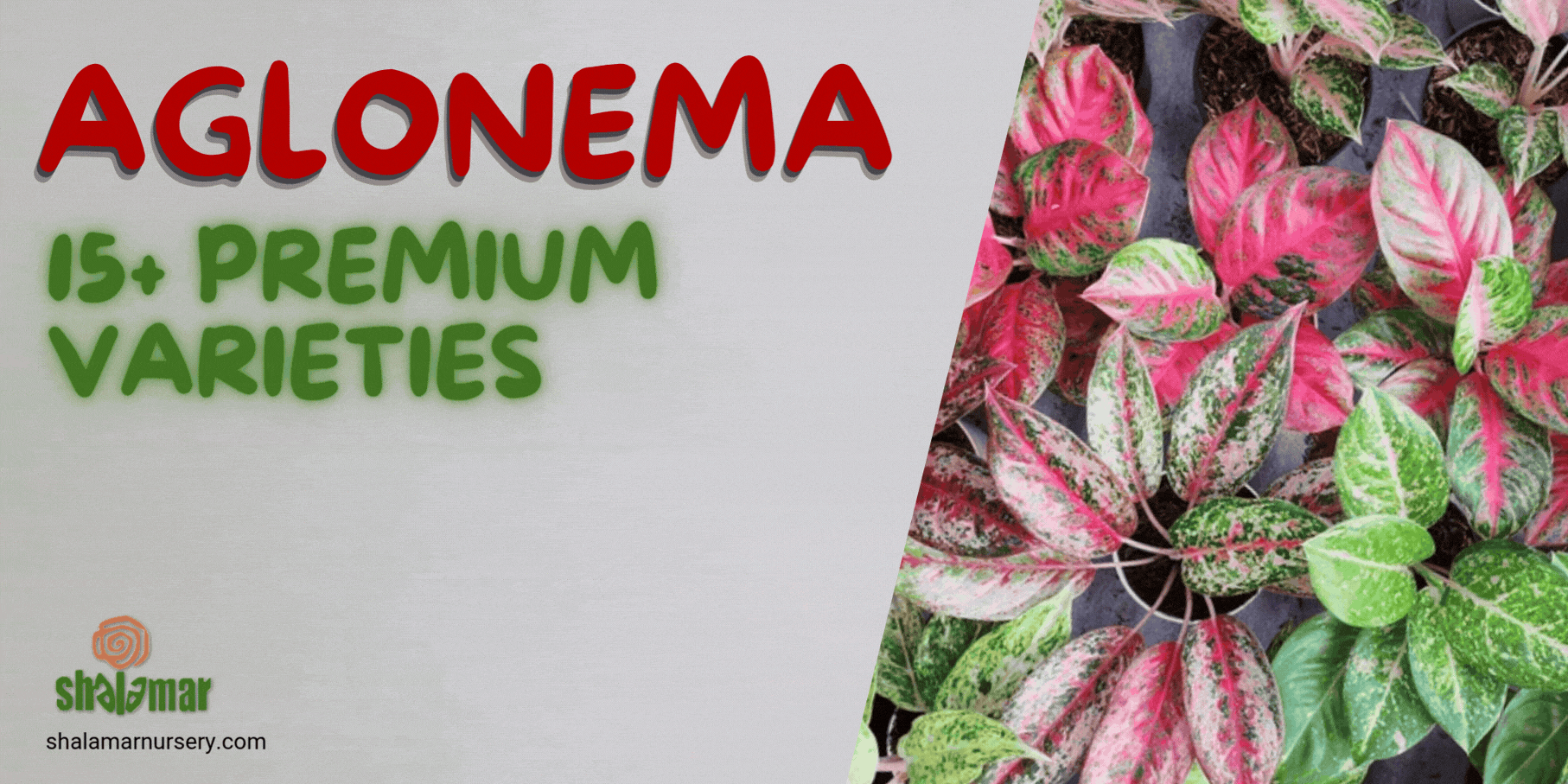 Shalamar Nurseries & Landscapers