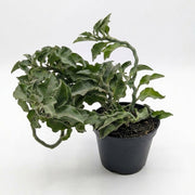 Kalanchoe Fedtschenkoi (Lavender Scallops)