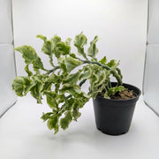 Kalanchoe Fedtschenkoi 'Variegata' (Variegated Lavender Scallops)