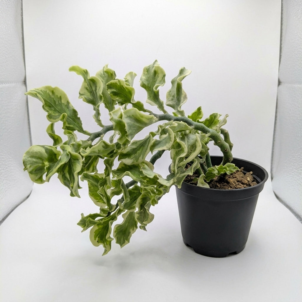 Kalanchoe Fedtschenkoi 'Variegata' (Variegated Lavender Scallops)