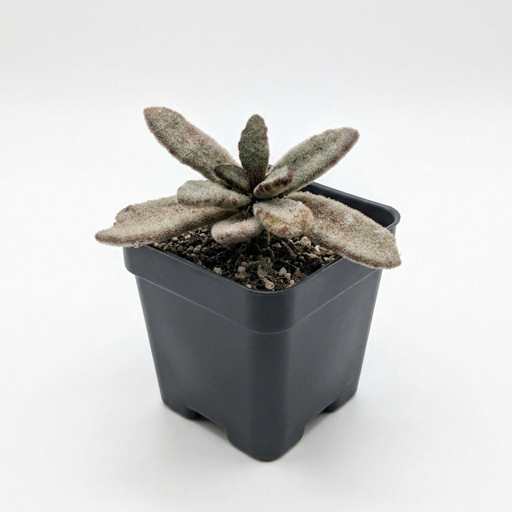 Kalanchoe (Panda Paw)