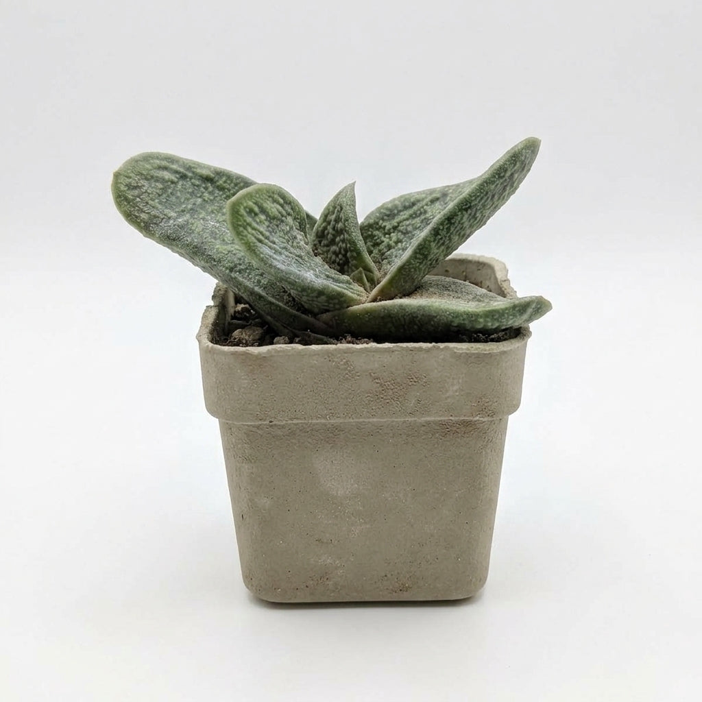 Kalanchoe (Panda Paw)