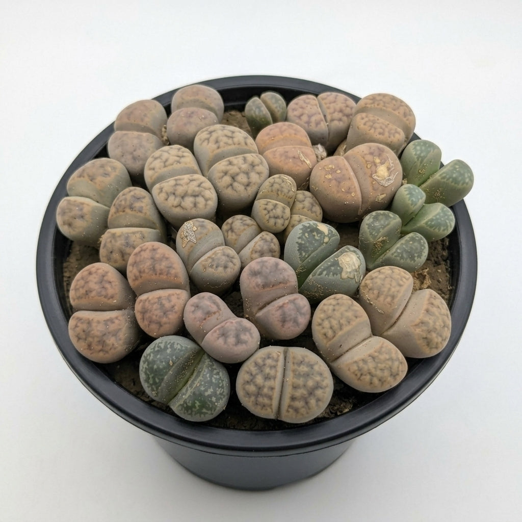 Lithops