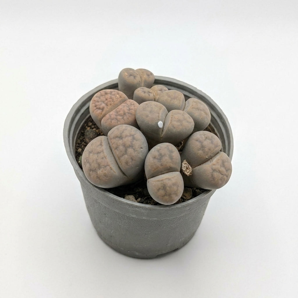 Lithops