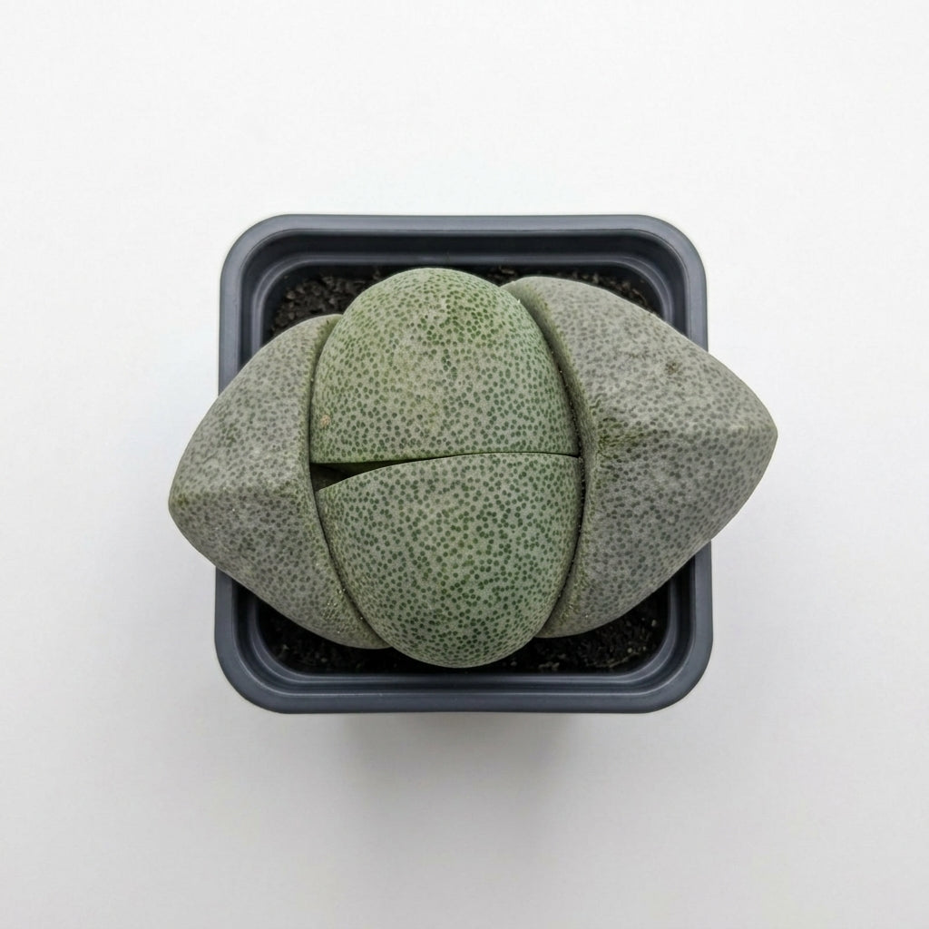 Lithops small
