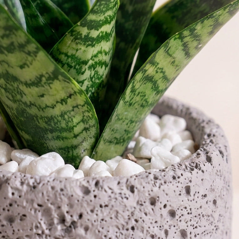Handcafted Natura Pot with Snake Plant