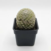 Mammillaria Bocasana (Powder Puff Cactus)