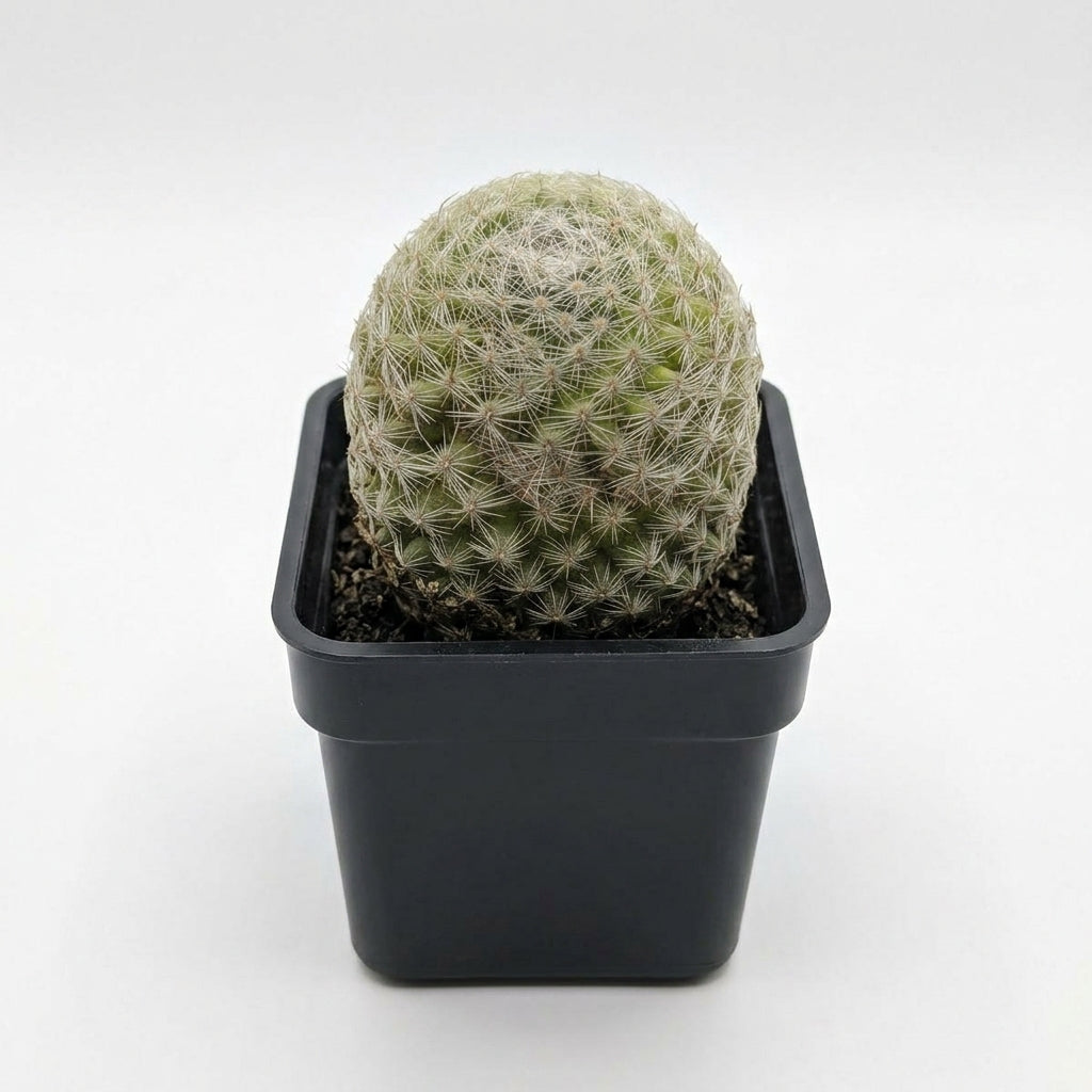 Mammillaria Bocasana (Powder Puff Cactus)