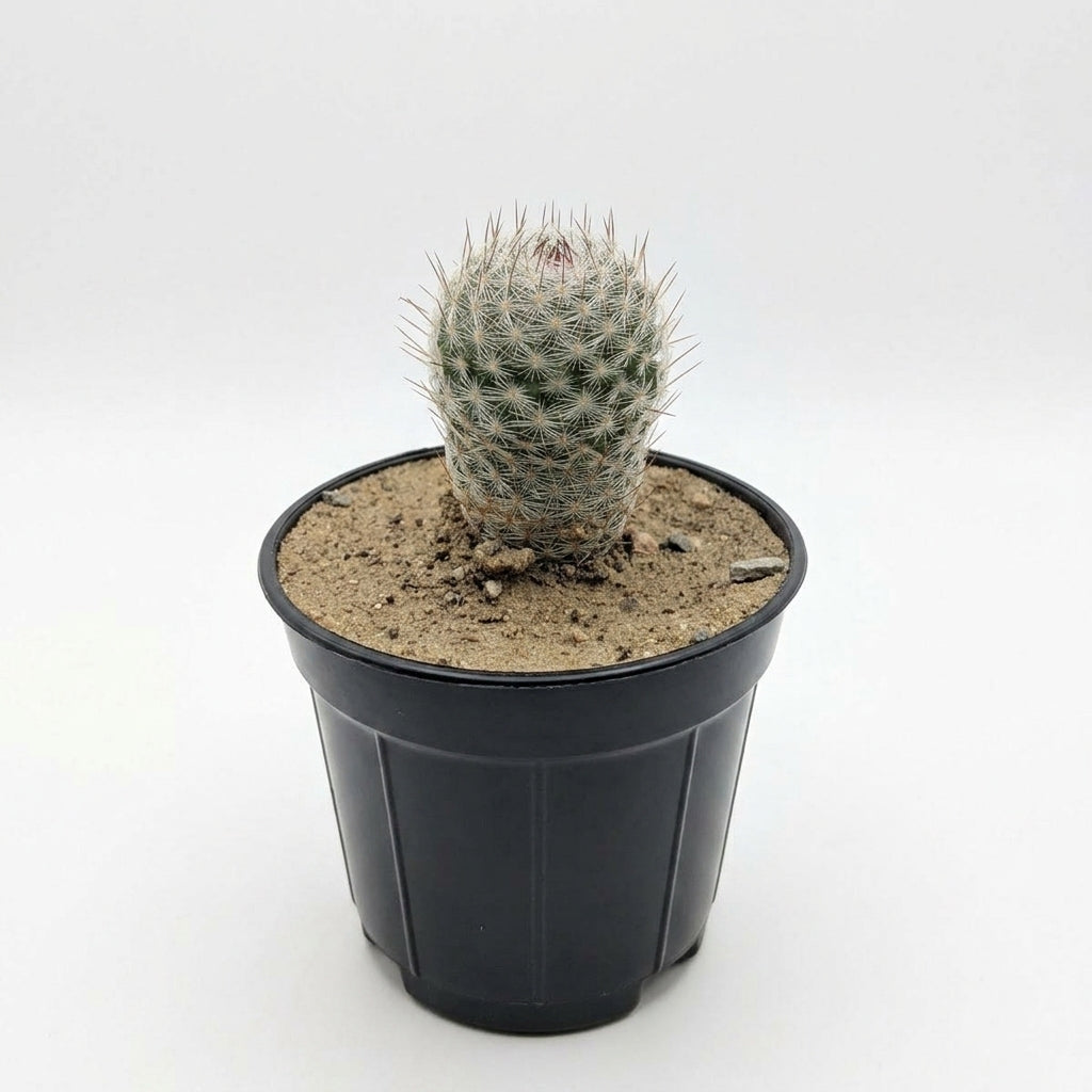 Mammillaria Elongata (Lady Finger Cactus)
