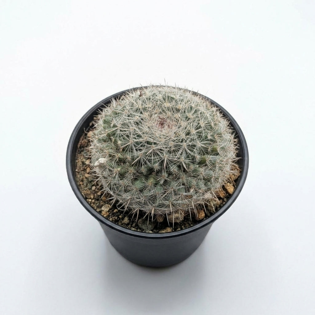 Mammillaria Gracilis (Thimble Cactus)