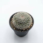 Mammillaria Gracilis (Thimble Cactus)