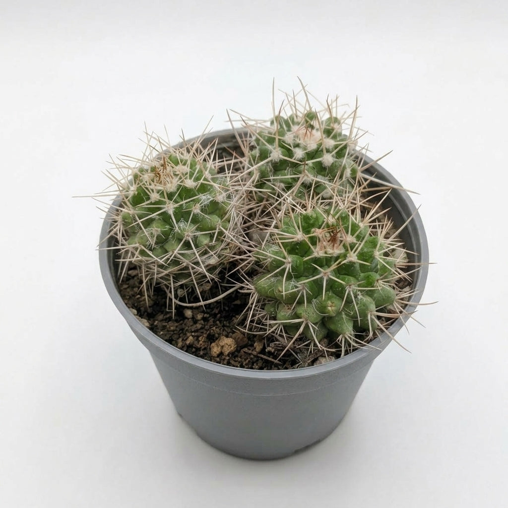 Mammillaria Prolifera (Cluster Pincushion Cactus)