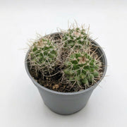 Mammillaria Prolifera (Cluster Pincushion Cactus)