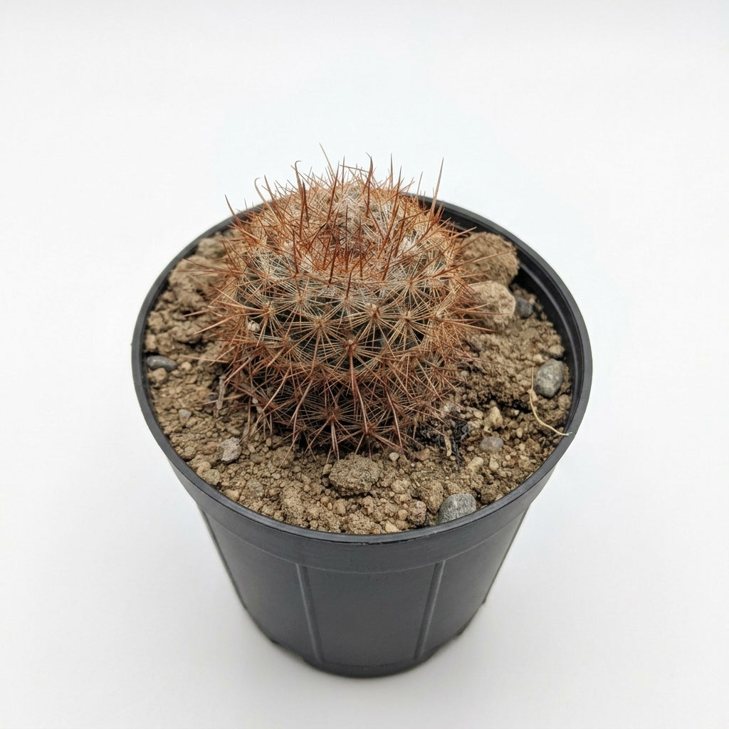 Mammillaria Rhodantha (Red-Spined Pincushion Cactus)