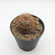 Mammillaria Rhodantha (Red-Spined Pincushion Cactus)