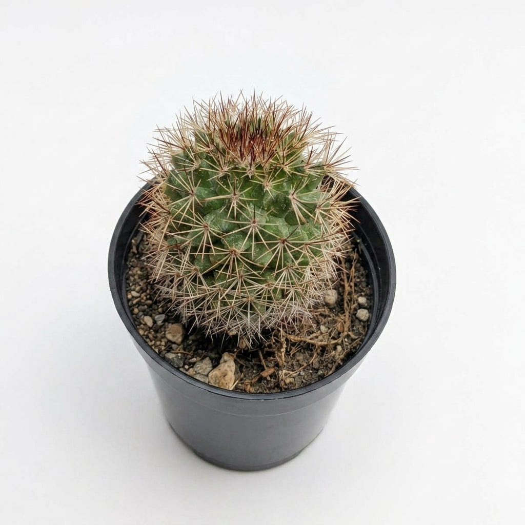 Mammillaria Spinosissima (Flowering Pincushion Cactus)