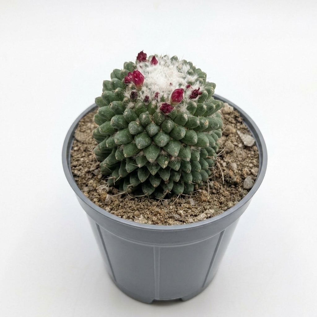 Mammillaria Spinosissima (Flowering Pincushion Cactus)