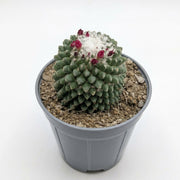 Mammillaria Spinosissima (Flowering Pincushion Cactus)