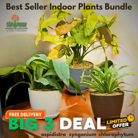 Big 3 Deal Indoor Plants with high grade pots