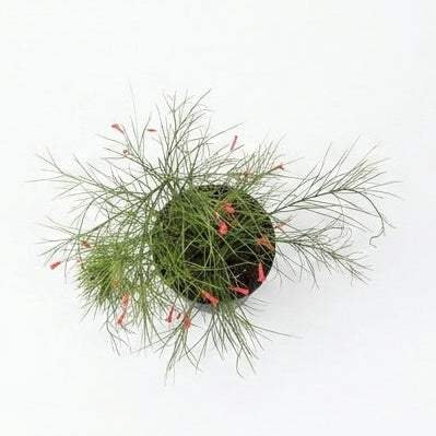 Russelia Red