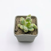 Pachyphytum Oviferum (Moonstones)