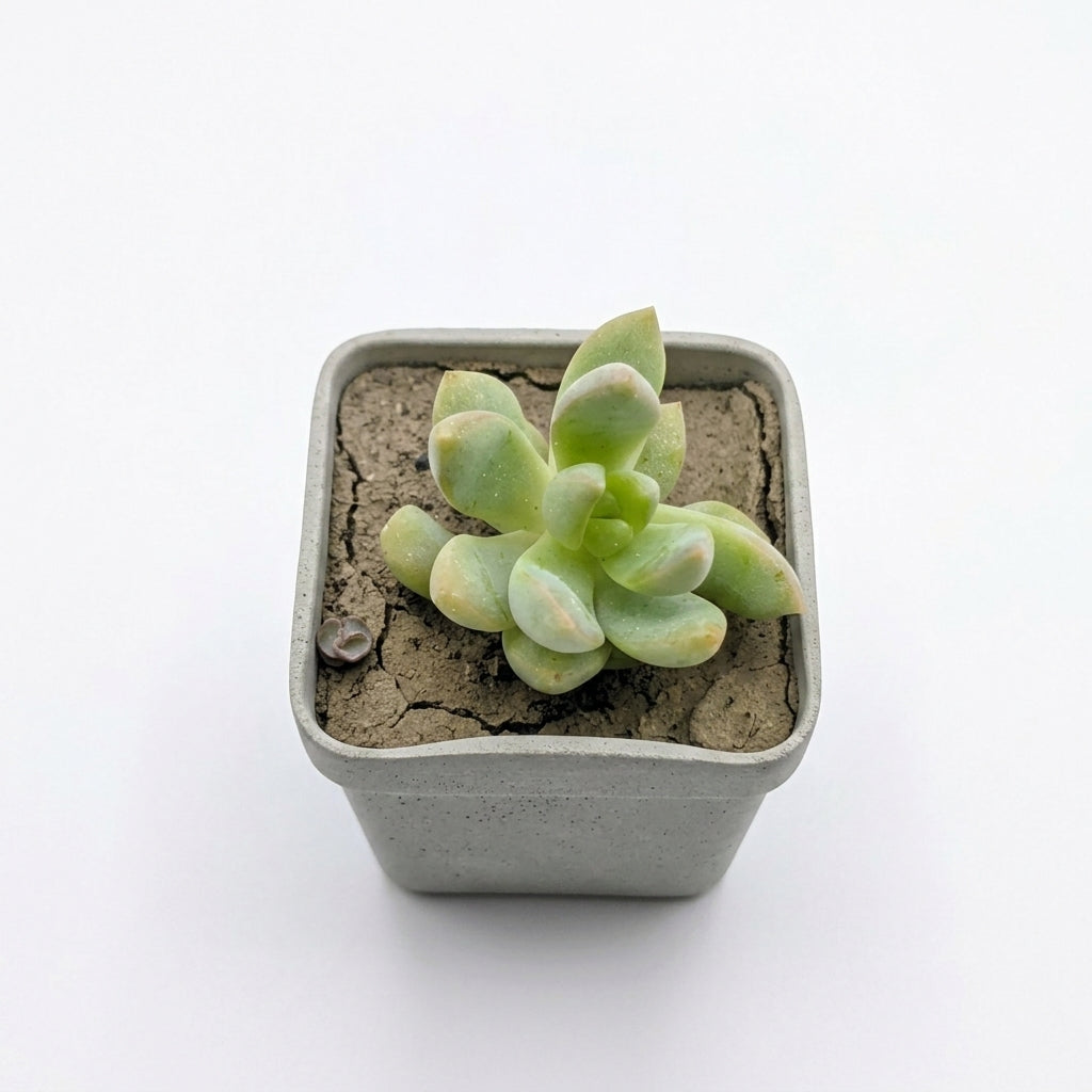Pachyphytum Oviferum (Moonstones)