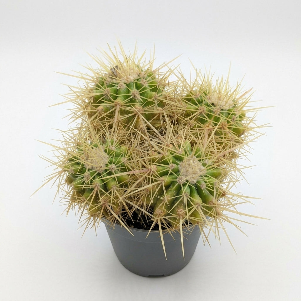 Parodia Golden Ball Cactus