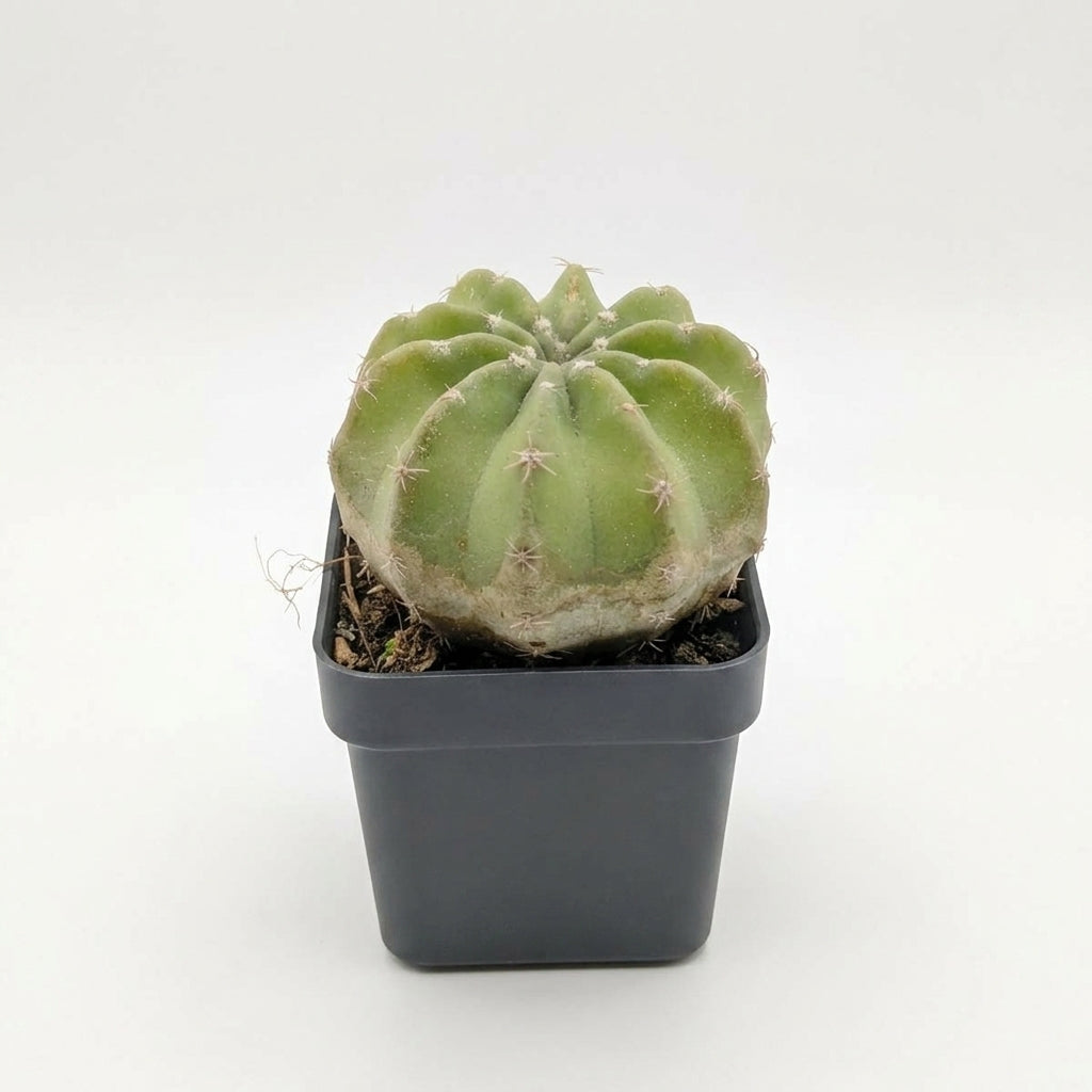Parodia Balloon Cactus