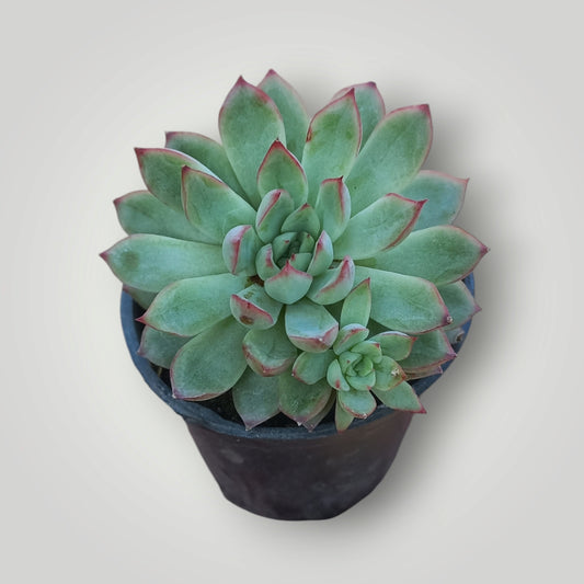 Echeveria mebina