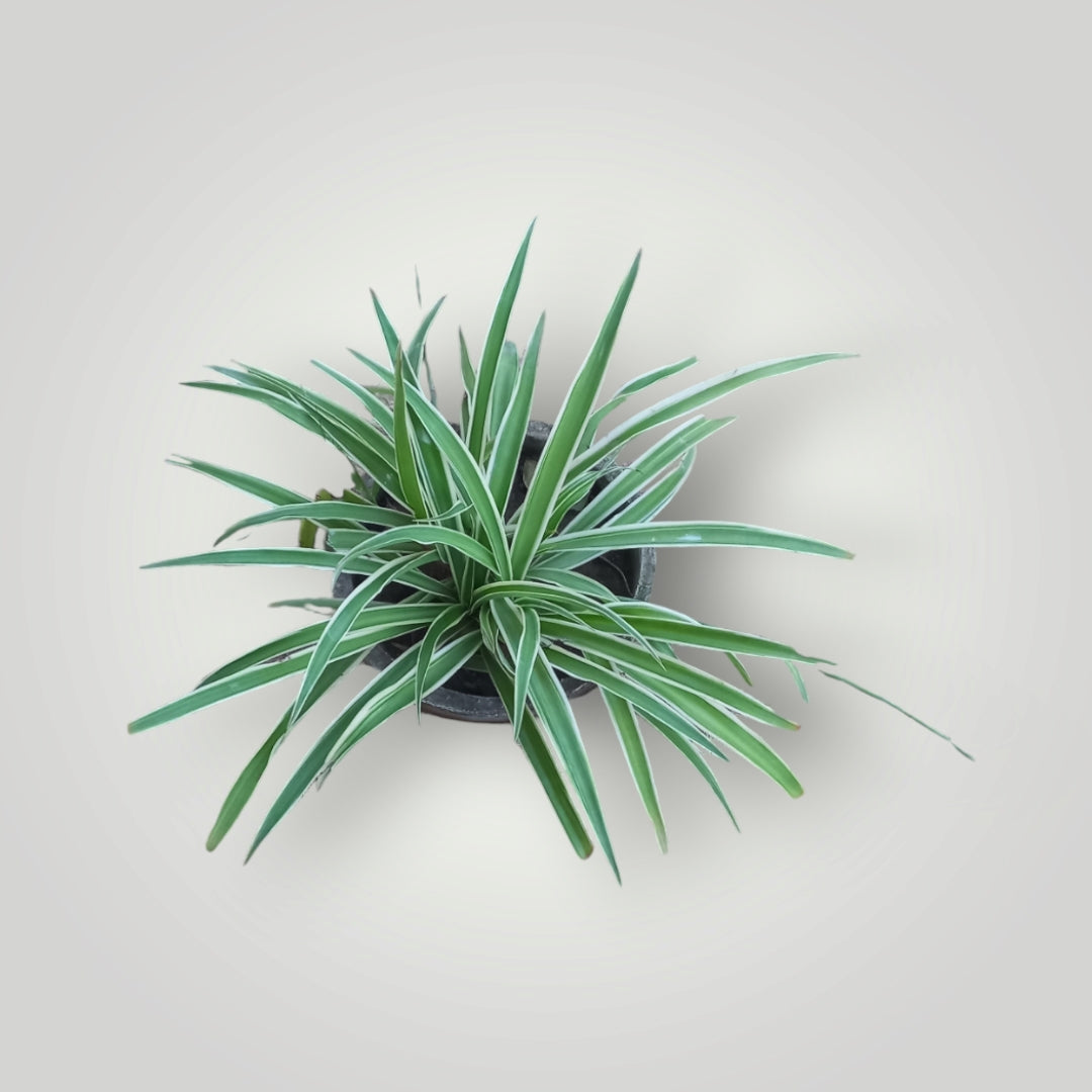 Chlorophytum