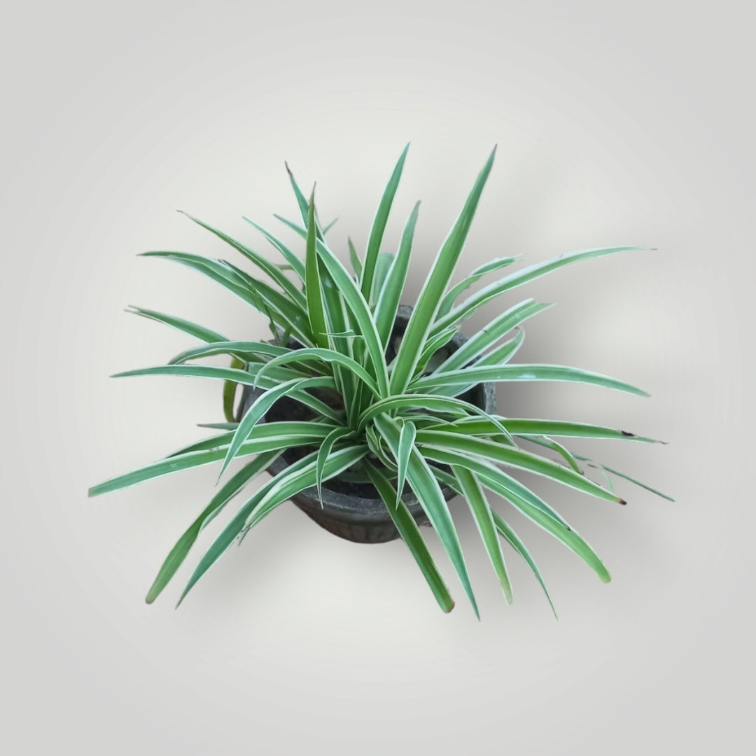 Chlorophytum