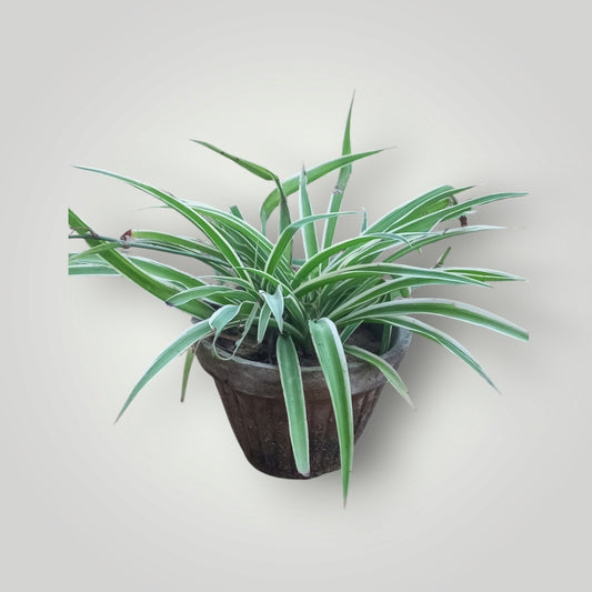 Chlorophytum