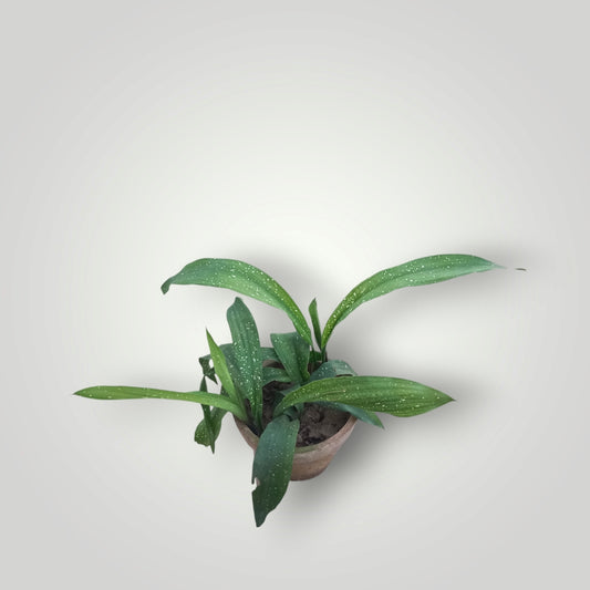 Aspidistra