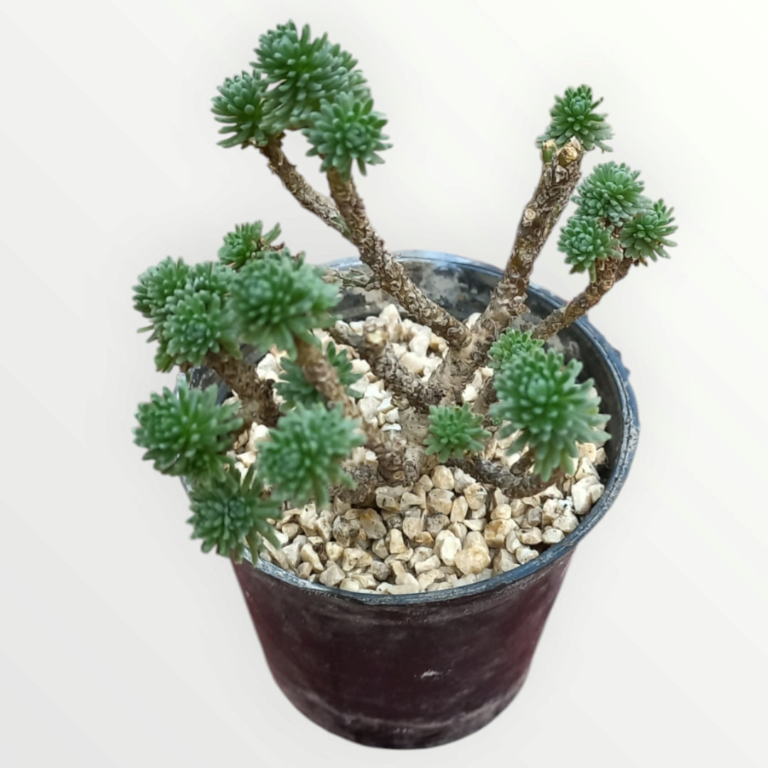 Sedum Multiceps