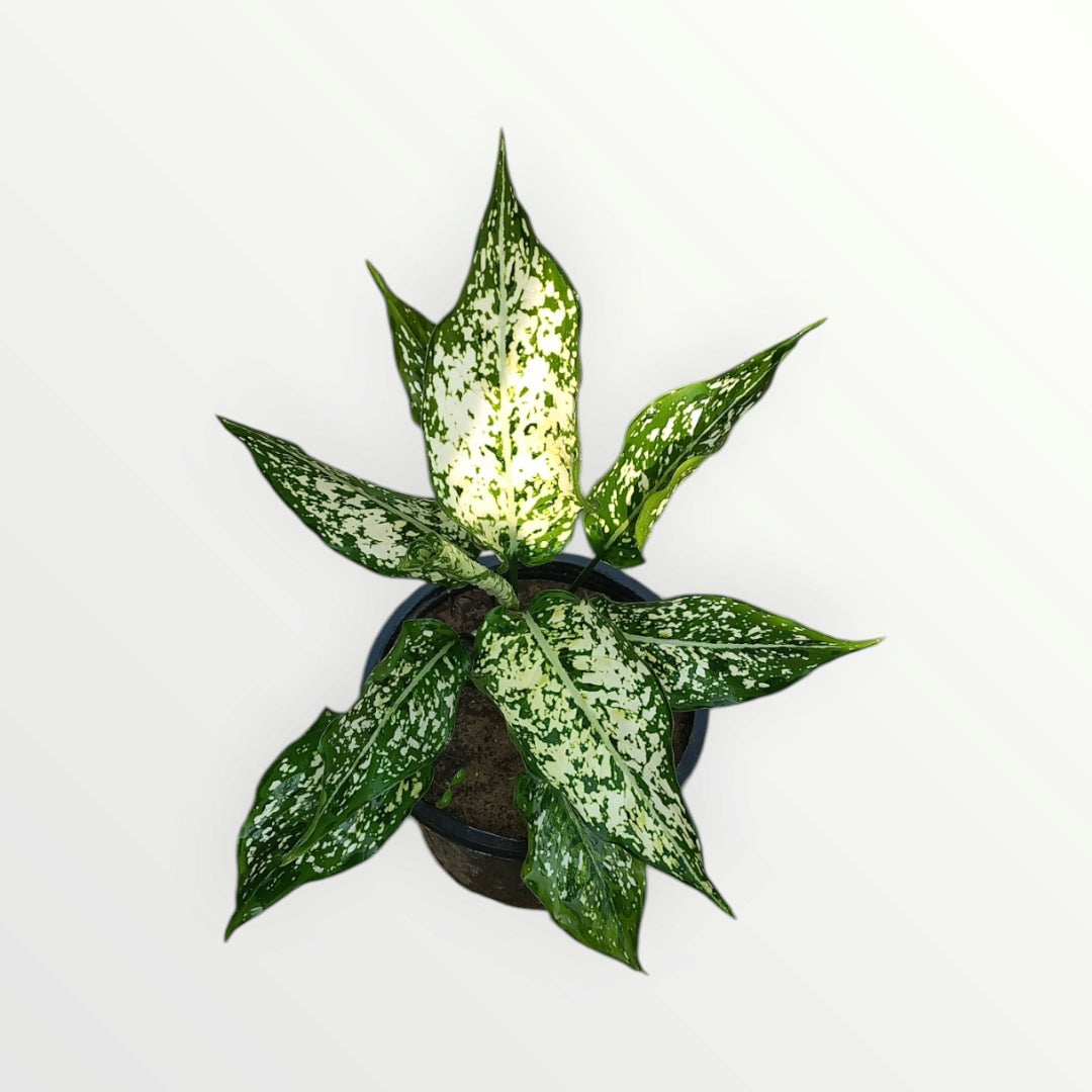 Aglonema Osaka