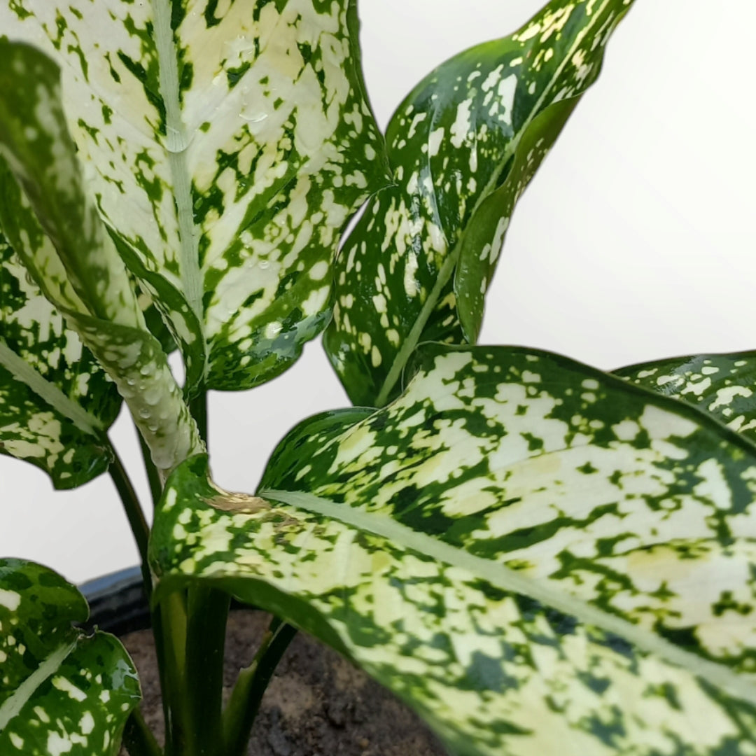Aglonema Osaka