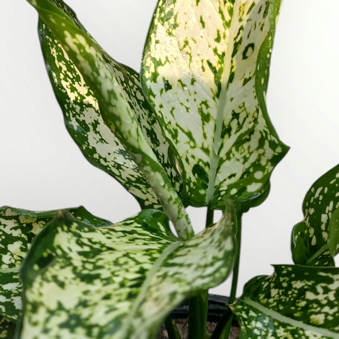 Aglonema Osaka