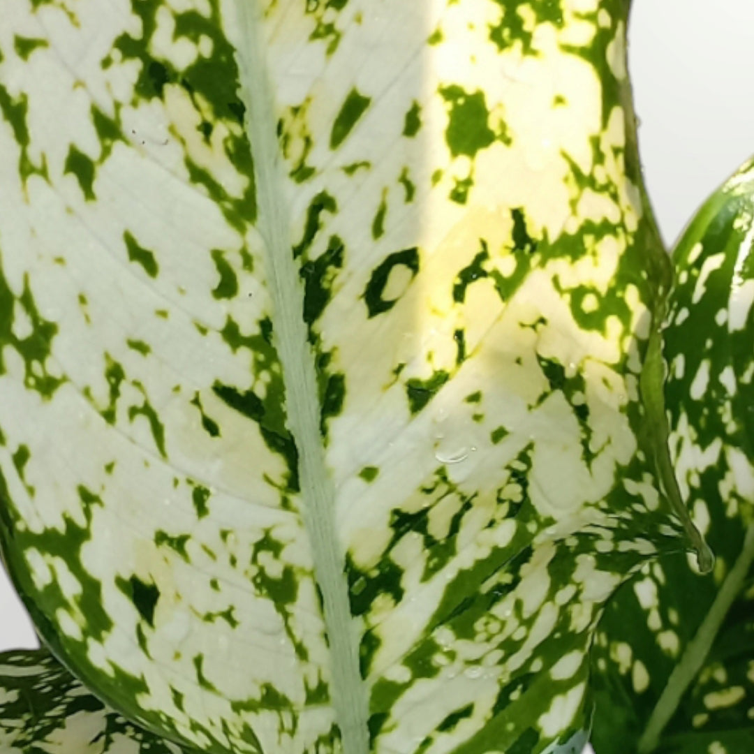 Aglonema Osaka