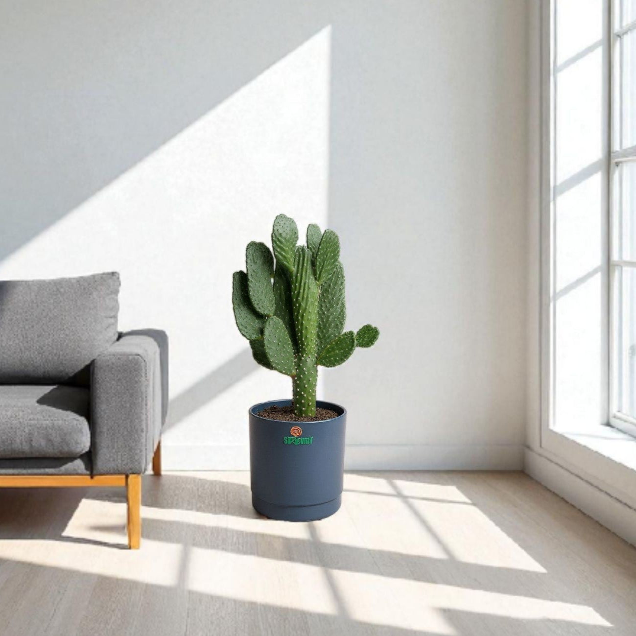 Bunny Ear Cactus