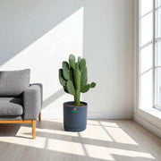 Bunny Ear Cactus