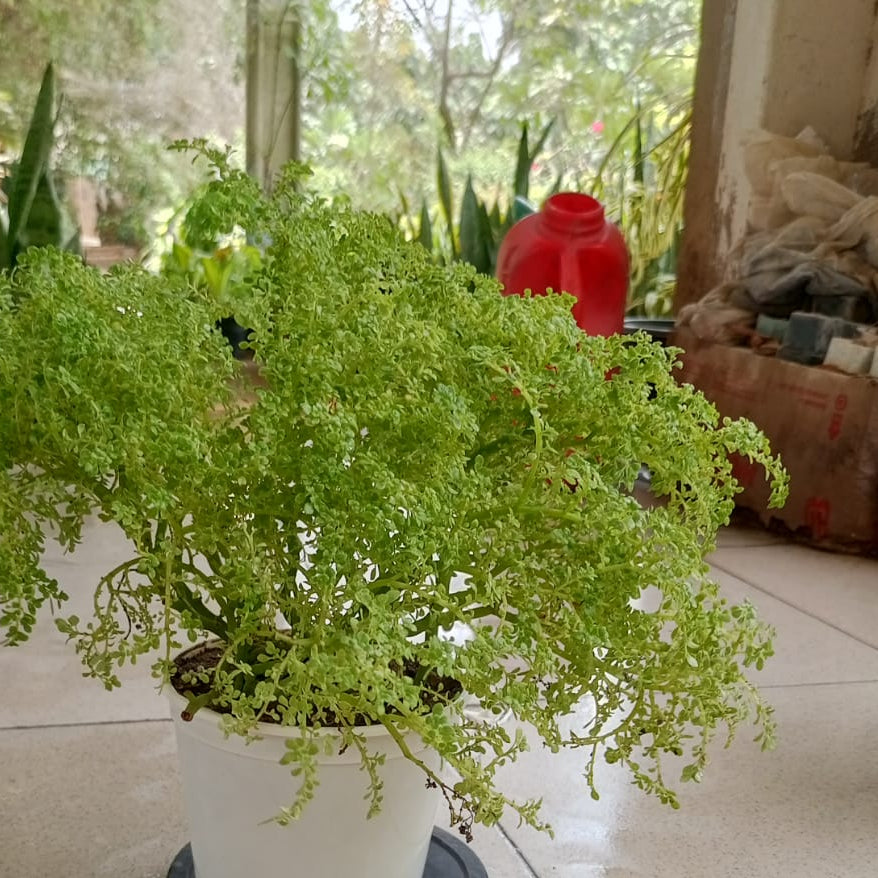 Pilea microphylla shalamar