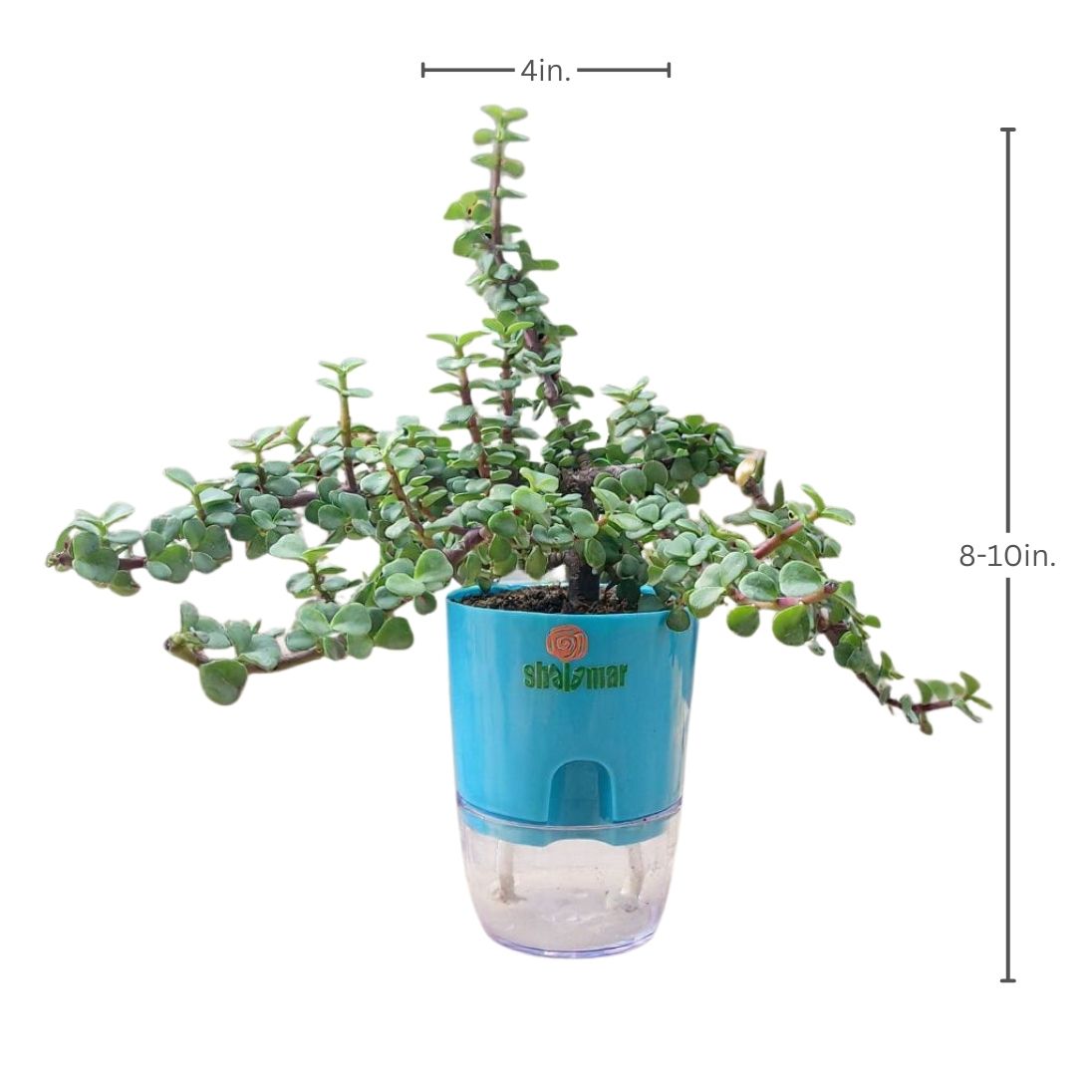 Jade Plant Tasbeeh Bail
