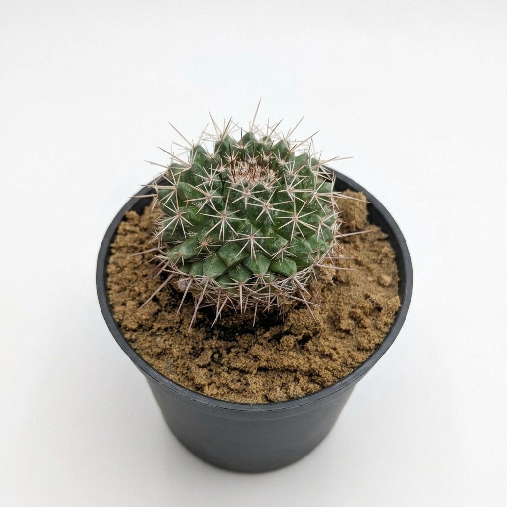 Rebutia sp. (Crown Cactus)