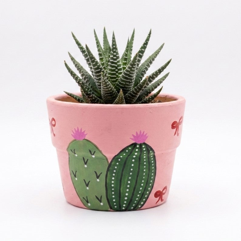 Haworthia Zebra in Hand Painted Terracotta Pot