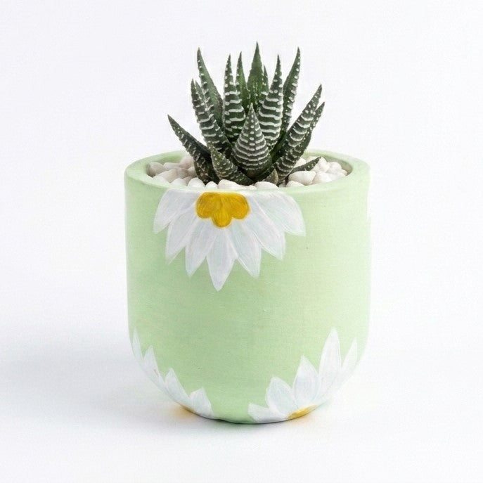 Haworthia Zebra in Hand Painted Terracotta Pot